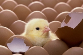 Чувашия в 2,4 раза нарастила ввоз импортных инкубационных яиц
