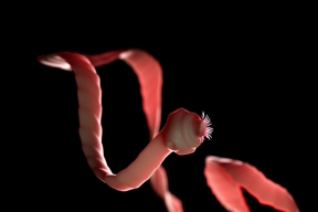 Scientists have created a robot similar to a tapeworm to diagnose and deliver drugs into the body