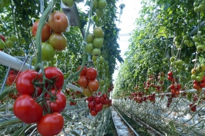 В Хабаровском крае построят тепличный комплекс для круглогодичного выращивания овощей