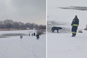 В Щелкове спасатели помогли собаке выбраться из Клязьмы