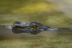 Two crocodiles mauled a man by a water body in Zimbabwe