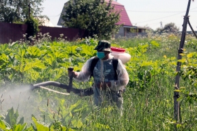 Ивановские муниципалитеты получат субсидии на уничтожение борщевика Сосновского