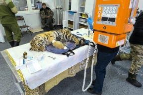 A small predator that died without a mother was delivered to the Primorsky rehabilitation center “Tiger”