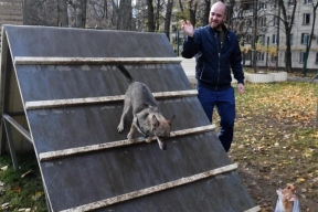 В Петербурге запустили чат-бот с площадками для выгула собак