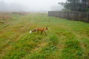 В Московской области зафиксировали несколько случаев нападения лис на домашних животных