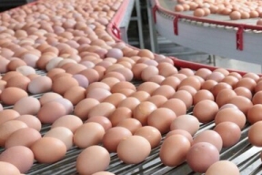 На новой птицефабрике в Подмосковье будут выпускать 1,5 млн яиц в сутки