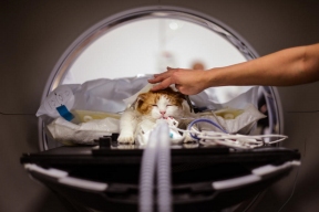 Doctor in Italy faces investigation after performing MRIs and surgery on his cat at his workplace