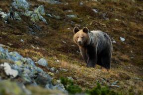 Father and son from Spain videotaped the moment a bear attacked their car