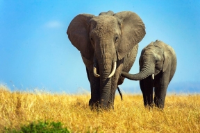Ученые раскрыли мультимодальный способ общения слонов между собой