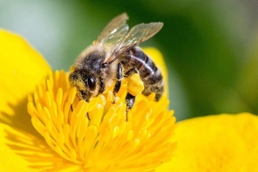 В Башкирии начали массово гибнуть пчелы