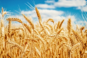 Холодная весна в России грозит уронить мировой рынок пшеницы