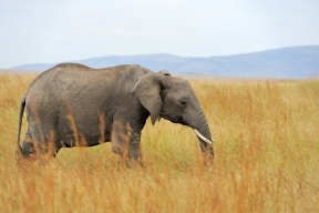 An elephant attacked people at a festival in India