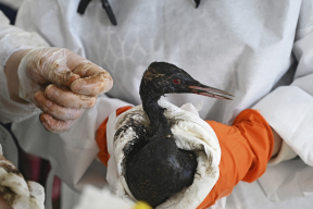 Kuban has started releasing rescued birds after fuel oil spill into nature