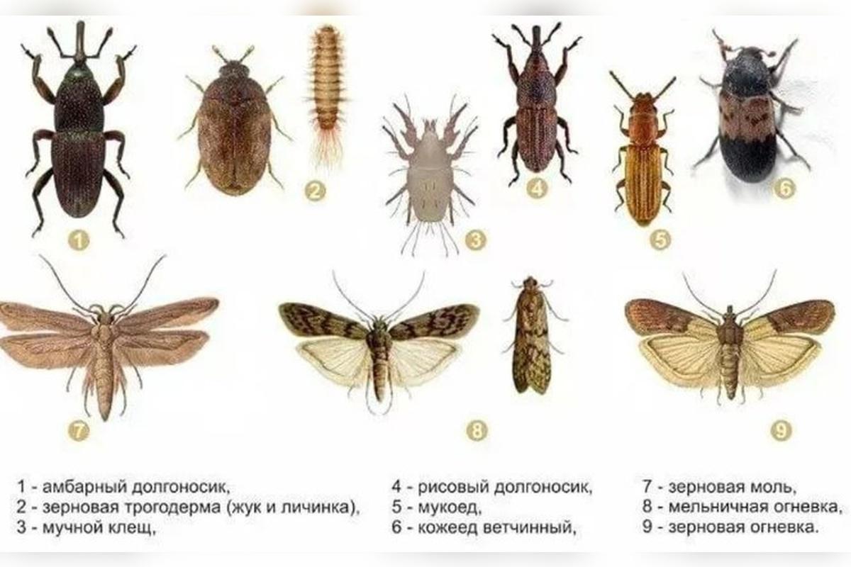 Специалисты из ФГБУ «Россельхозцентр» дали советы по обработке складов с зернами от вредителей