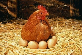 Laying hens for hire: high egg prices in the US have spawned a new type of business