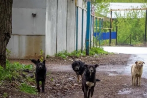 Обязательное чипирование собак вводят в Башкирии