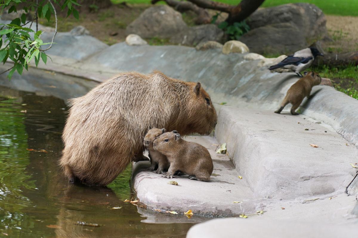 Белгородский зоопарк получил детеныша капибары от московских коллег