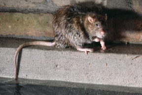 Корейских крыс обвиняют в распространении опасного для печени вируса
